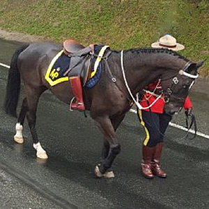 Horse with sale boots